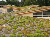 Ways Benefits “Going Green“ With Your Roof
