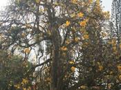 DAILY PHOTO: Yellow, Cubbon Park