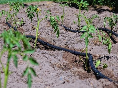 Watering Tomatoes In Hot Weather- How To Do It