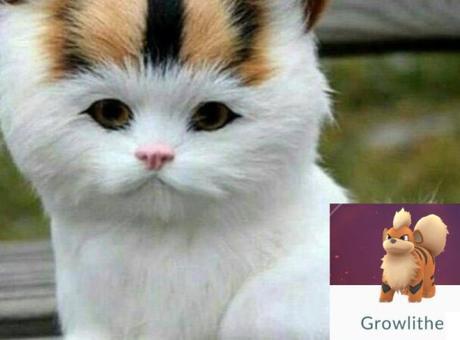 Cat Looks Like a Growlithe