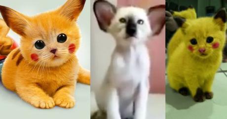 Top 10 Catchable Cats That Look Like Pokemon