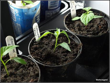 Potting-up Chilli seedlings