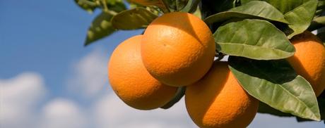 A Sunshine Salad..Limoneira Oranges and Fennel