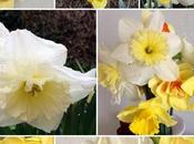 Never Have Many Daffodils