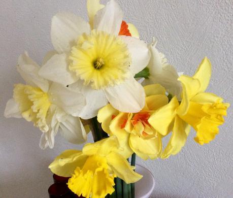 You Can Never Have Too Many Daffodils