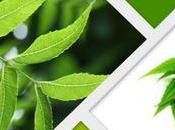 Health Benefits Neem (Indian Lilac)-Neem Capsules Planet Ayurveda