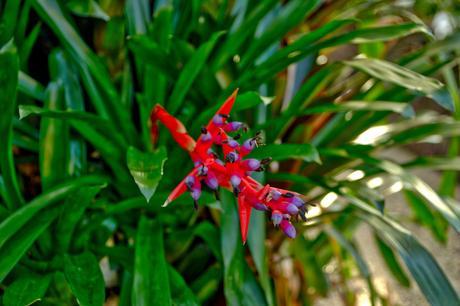 Botanical Gardens Berlin