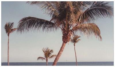 Natural History moment: Palm branches Natural History moment: Palm branches
