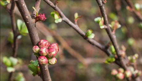 Spring bokeh Spring bokeh