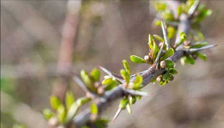 Spring bokeh Spring bokeh