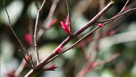 Spring bokeh Spring bokeh