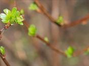 Spring Bokeh