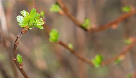 Spring bokeh Spring bokeh