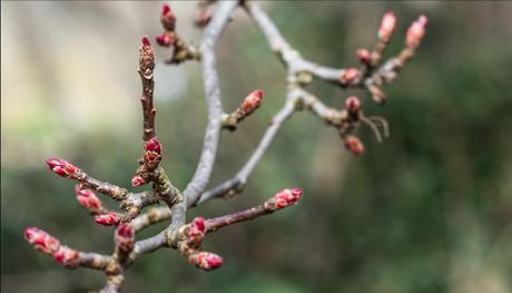Spring bokeh Spring bokeh
