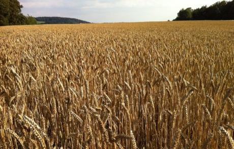 Canada Wheat Production
