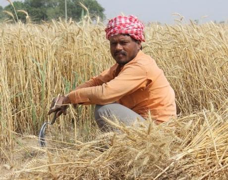 Pakistan Wheat Production
