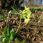 Spring Equinox Celebration in the Paracelsus Centre Einsiedeln