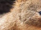 Intresting Animals Quokka Thrown into Lilou, Stress Relieving