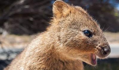 Intresting animals  :  Quokka thrown into sea ! Lilou, stress relieving pig !!