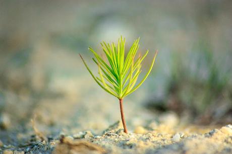 #TreeEra #TreePlanting to reduce #CarbonEmissions and #ClimateChange