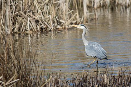 Another shot of the Grey Heron