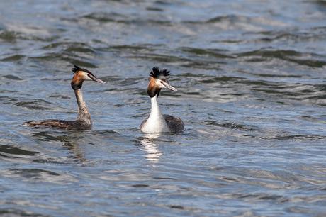 Great Crested Grebe pairing up