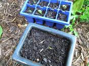 Bonsai Update Have Lift-off