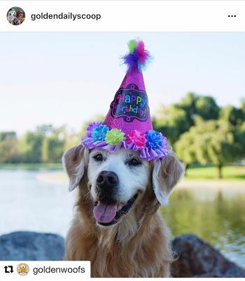 remembering our golden retriever friend Sugar