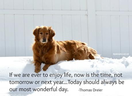 golden retriever dog in snow