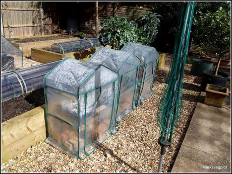 Getting the best from your mini-greenhouse