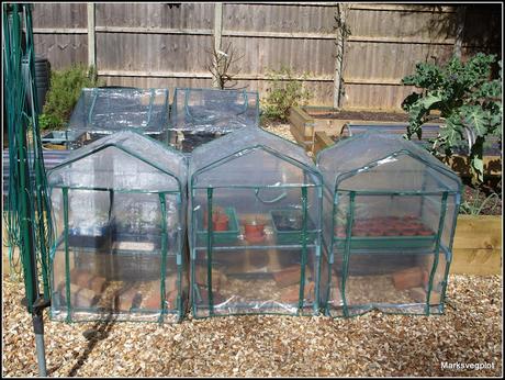 Getting the best from your mini-greenhouse