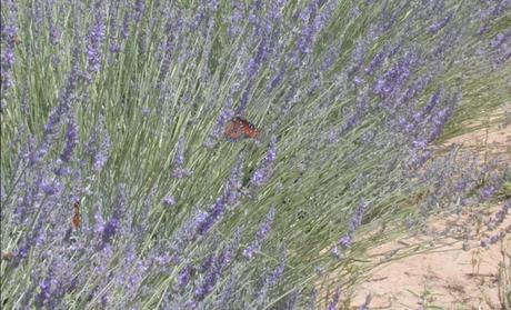 Lavender Soothes Senses At San Miguel de Allende Spas