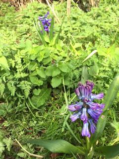 Irritating Plant of the Month March 2017 - the hyacinths