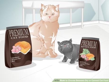 choose the best wet kitten food