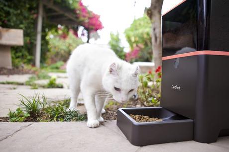 Best Automatic Cat Feeder Review