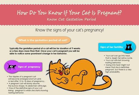 Cat Gestation Period All you need to know about cat
