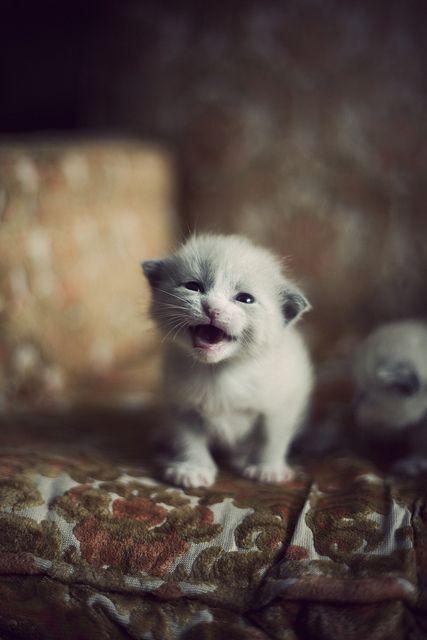 Pictures of newborn kittens