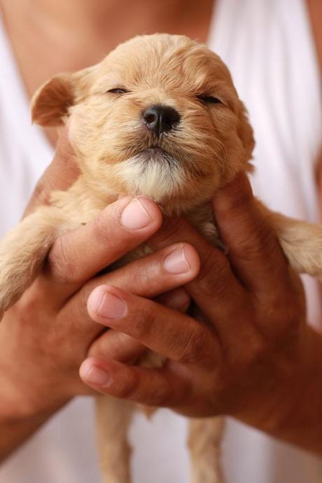 What are the basics of taking care of a six-week-old puppy