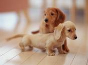 Puppy What Should Know Your Baby Updated