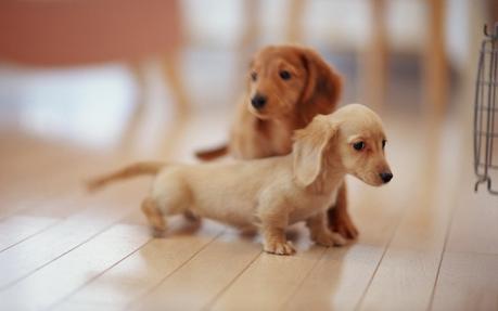 Puppy and Dog FAQ What you should know your baby