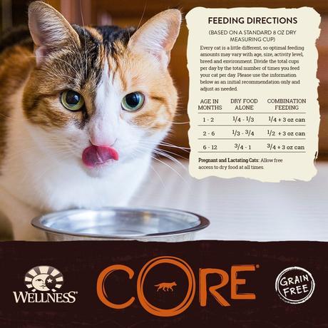 Best Dry Kitten Food, Best Rated Cat Food 2017- Buyer’s Guide