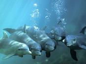 Sicilian Fishermen Shooting Dolphins with Spear Guns Rifles