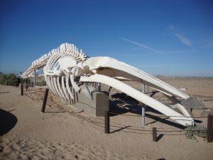 Fin Whale Skeleton Puerto Penasco Mexico