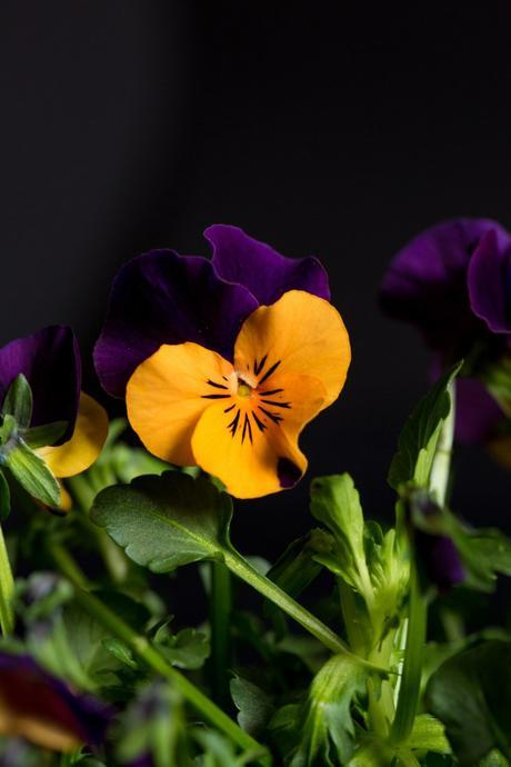 Colorful Pansies