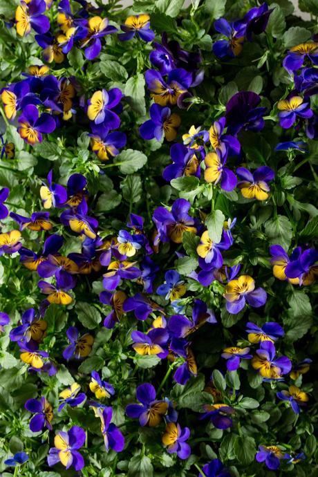 Colorful Pansies