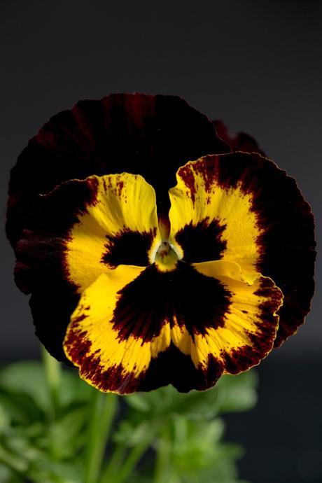 Colorful Pansies