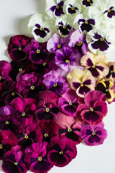 Colorful Pansies