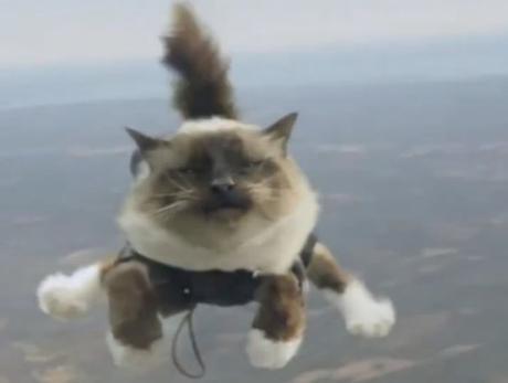Sky Diving Cat