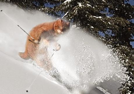 Skiing Cat
