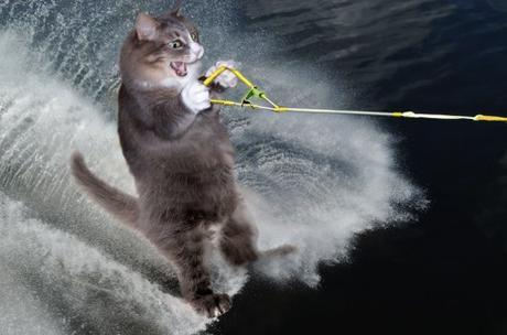 Water Skiing Cat